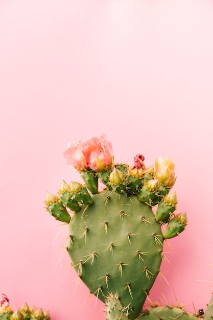 Photo green thorny cactus against pink background