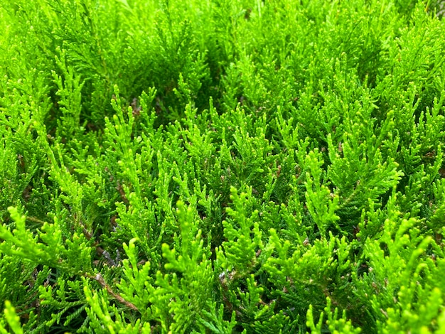 Green thuja hedge tileable seamless texture