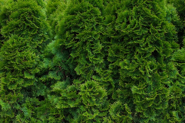 Green thuja hedgerow close up. Natural pattern background, texture for design.