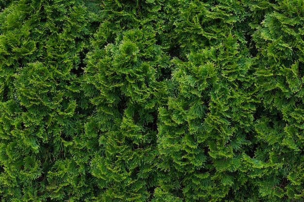 Green thuja hedgerow close up