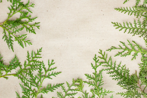 Green thuja tree branches frame on beige rustic background,