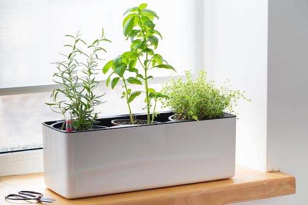 Green Thyme in a white cube pot. A potted thyme plant. Kitchen herb plants. Mixed Green fresh aromatic herbs - thyme, basil, rosemary in pots. Aromatic spices Growing at home.