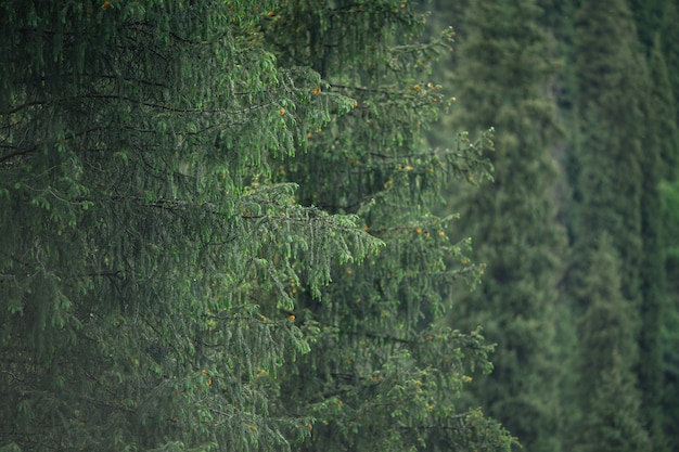 녹색 Tien Shan 가문비 나무 가지 산 숲