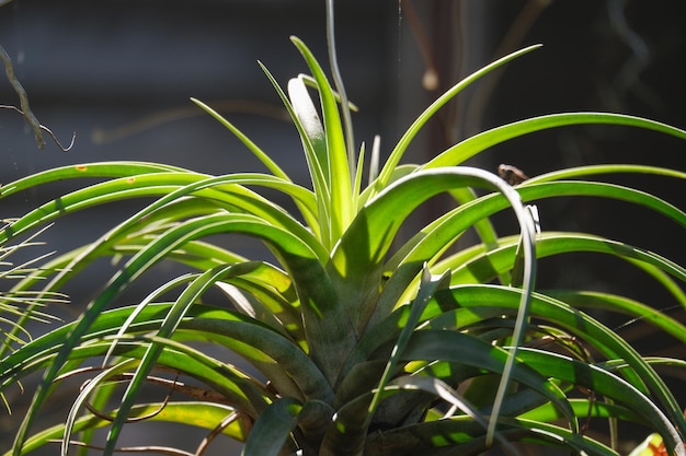 緑のチランジア植物の黒地