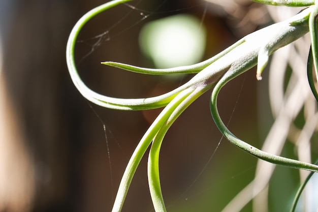 緑のチランジア植物の黒地