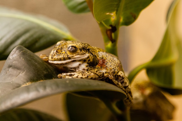 A green toad sits on a branch