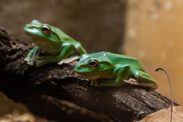 A green toad sits on a close-up branch