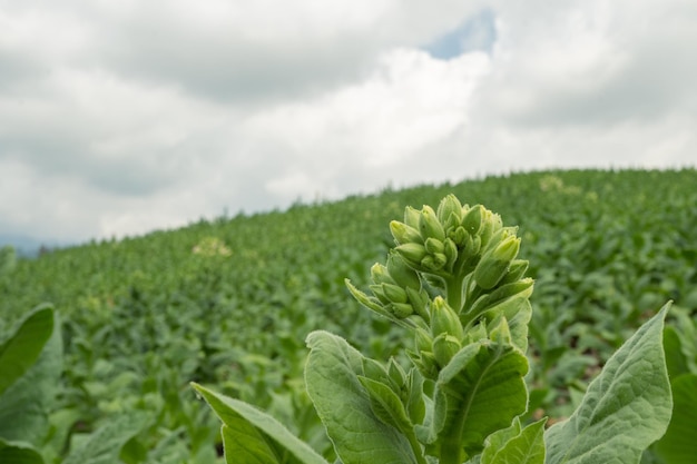 Green tobacco flower bud when spring season on garden field