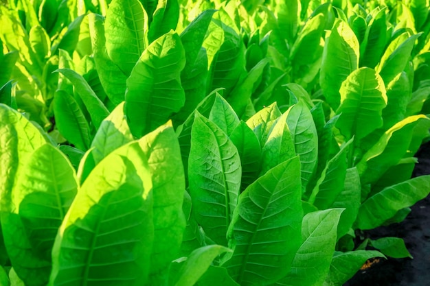 Il tabacco verde cresce nel giardino di una fattoria di tabacco, concetto di produzione di tabacco