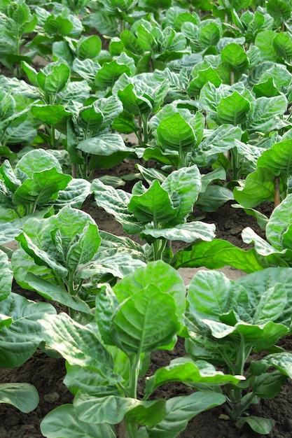 green tobacco grows on a tobacco farm