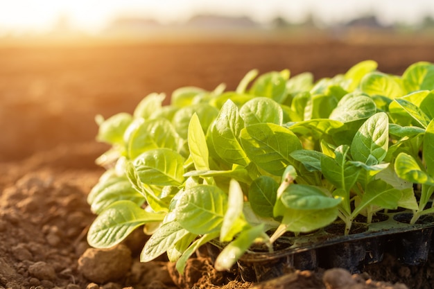 Green tobacco leaves in the field