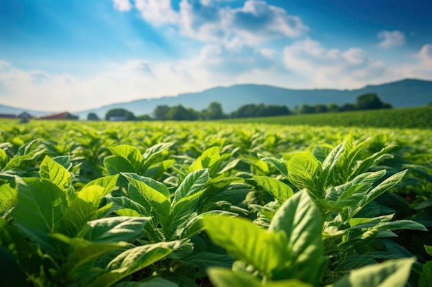 Photo green tobaco field