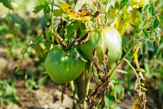 Green tomato on bush Immature tomato on the bed