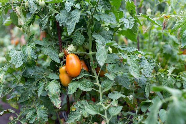 A green tomato bush with several ripening fruits