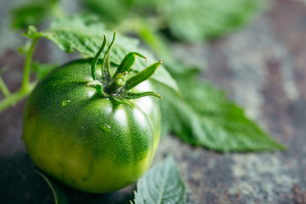 Green tomato on dark background. Organic food.