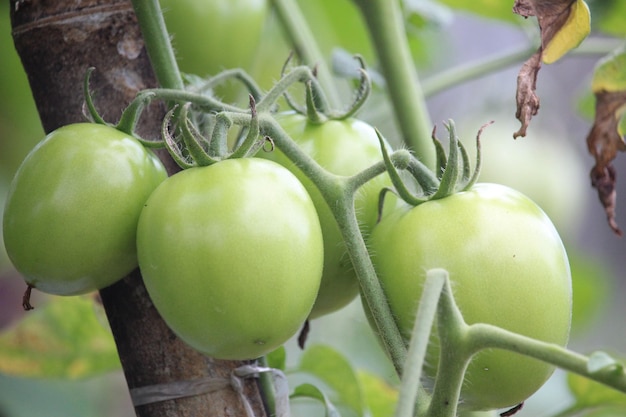 新鮮な野菜として収穫できる緑色のトマト果実植物