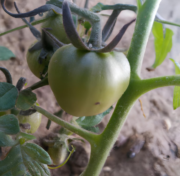 A green tomato is on the branch of a plant.