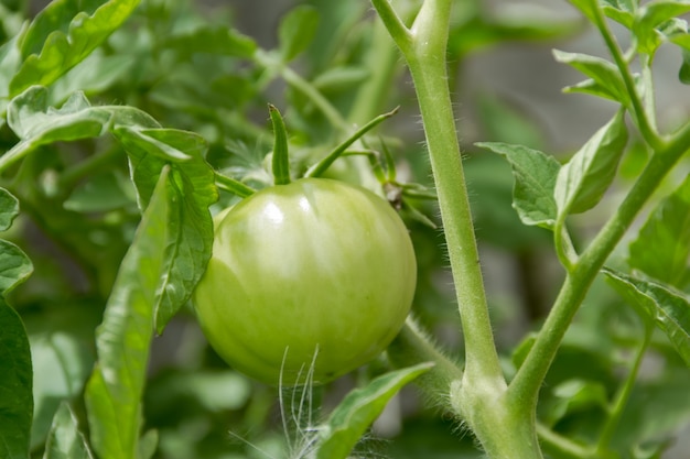 green tomato on the plant