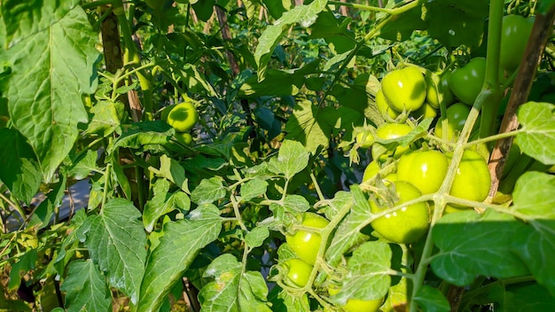 green tomato plant