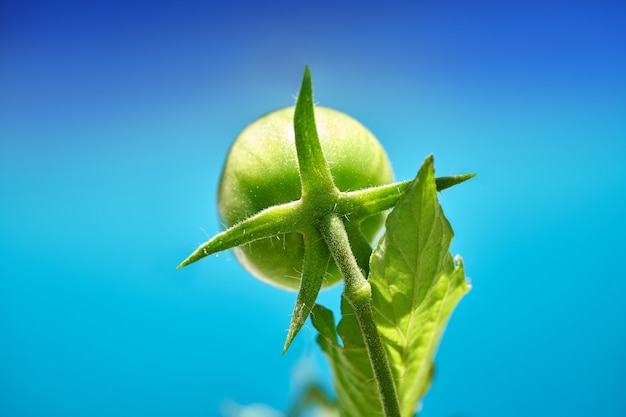 Green tomato in tomatoes orchard field