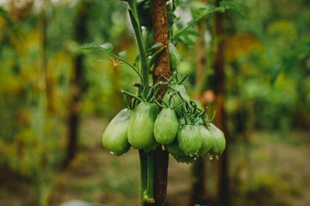 Photo green tomato on the vine