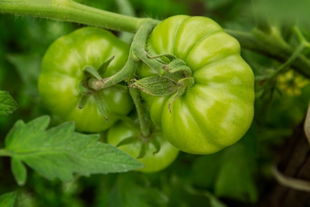 Green tomatoes are hanging on the bush. New harvest. Close-up.