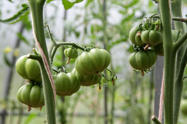 Green tomatoes on branch in greenhouse, close-up, selective focus. Growing organic vegetables.