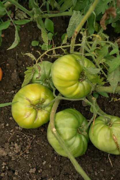 Green tomatoes on a branch growing in the garden