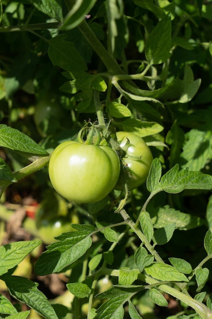 Зеленые помидоры на ветке, растущей в саду