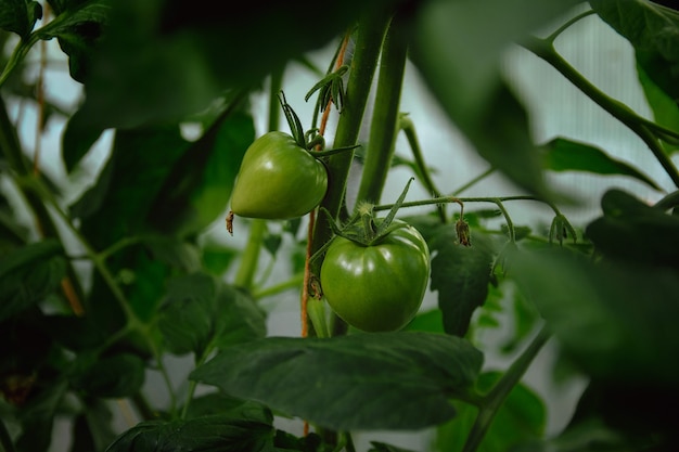 Green tomatoes on a branch