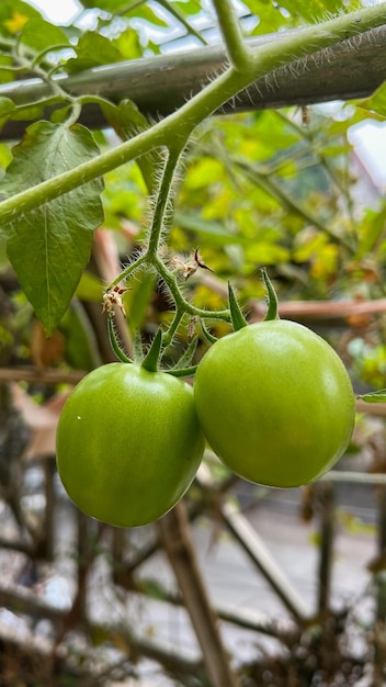 Foto pomodori verdi su un ramo