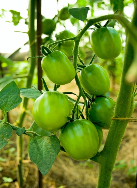 Green tomatoes on branch