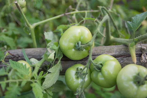 Green tomatoes on branches, a new harvest.