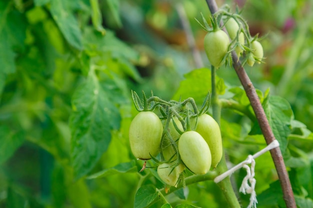 Green tomatoes on a bush are poured into the sun and sing