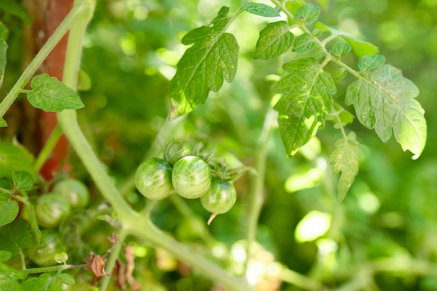 Green tomatoes on the bushes unripe tomatoes