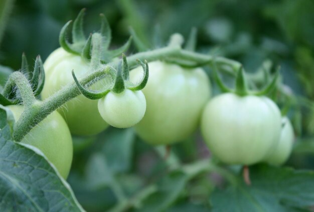 Green Tomatoes in a garden close up