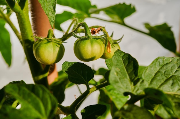 Green tomatoes in the garden