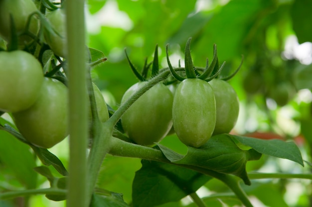 Green Tomatoes in a garden