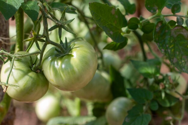 Green tomatoes grow in the garden Green tomatoes on a branch