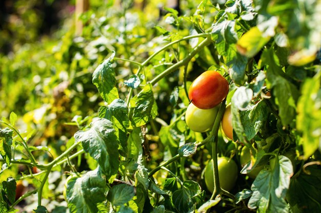 Green tomatoes hang on a branch