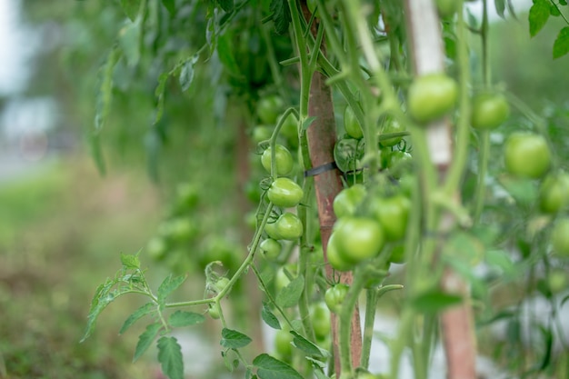 Pomodori verdi appesi in un grappolo e maturano in un giardino