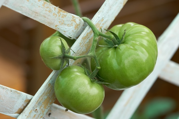 グリーントマト（Lycopersicon esculentum Mill。）トマト