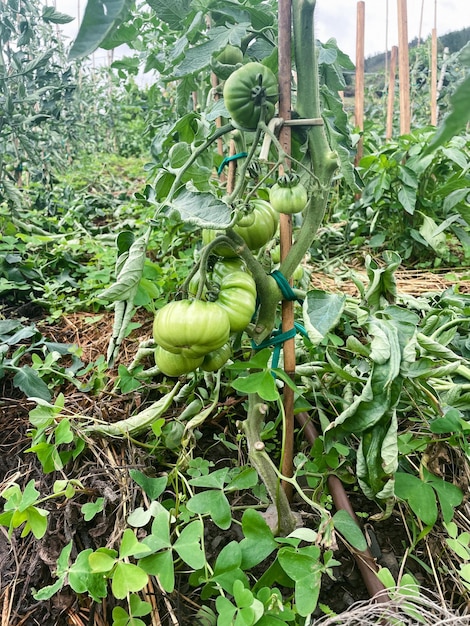 Green tomatoes on the plant Copy space