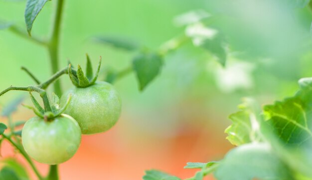 Green tomatoes in the plant