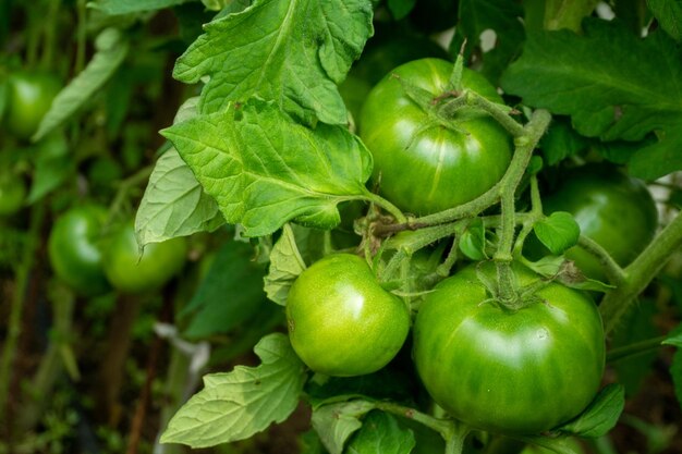 Green tomatoes plantation organic farming young tomato cluster plants growth in greenhouse