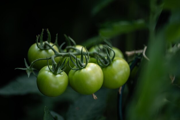 緑のトマトの植物