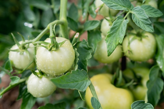 Green tomatoes ripen in an organic vegetable garden in summer