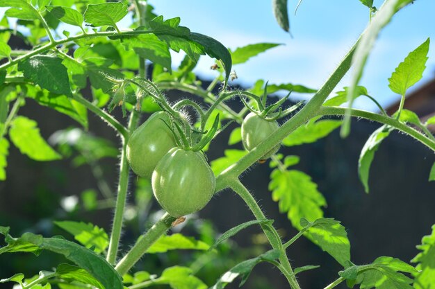 Green tomatoes on tomato tree