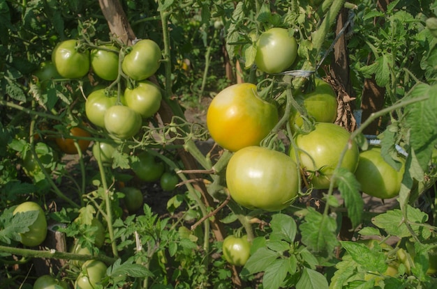 Green tomatoes in the vegetable garden Unripe tomatoes on a branch