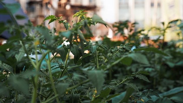 Pomodori verdi nell'orto orto urbano in un luogo pubblico